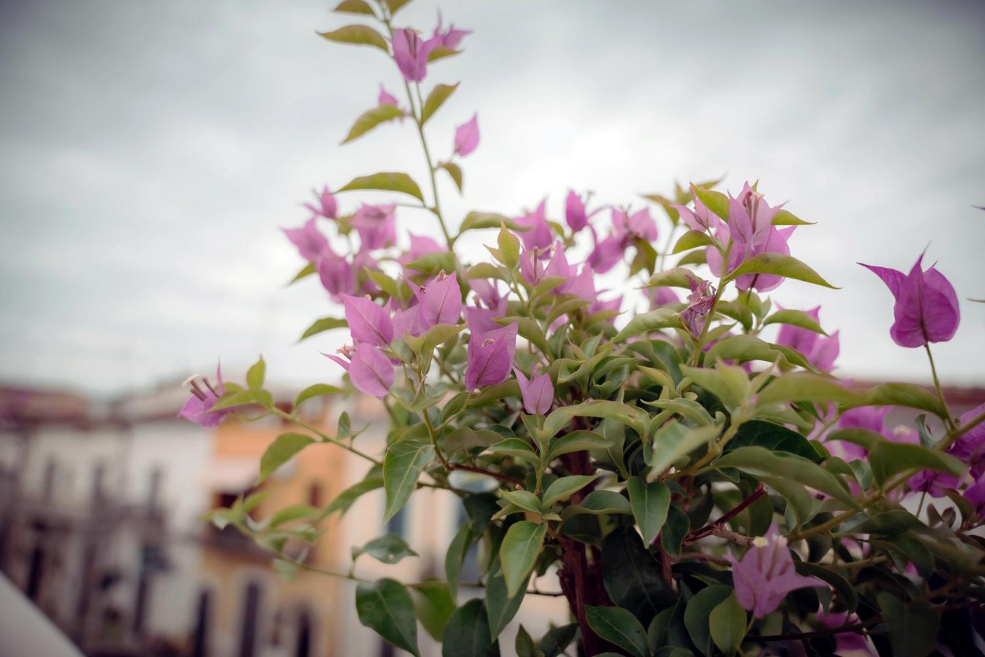 La Terrazza Dei Gemelli - Casa Vacanze เวโนซา ภายนอก รูปภาพ
